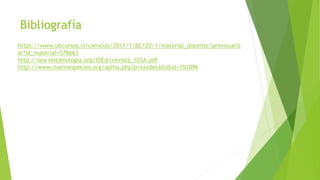 Bibliografía
https://www.ubcursos.cl/ciencias/2011/1/BC120/1/material_docente/previsualiz
ar?id_material=578663
http://sea-entomologia.org/IDE@/revista_103A.pdf
http://www.marinespecies.org/aphia.php?p=taxdetails&id=351096
 