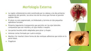 Morfología Externa
 La región cefalotorácica está constituida por la cabeza y los dos primeros
segmentos del pereión, los otros tres de los cinco que forman el pereión
quedan libres.
 El pleon no esta segmentado, es bilobulado y termina en dos pequeños
apéndices furcales.
 Presenta tegumento transparente que permite ver los ojos laterales
compuestos que son móviles y el ojos medio o nauplio.
 Las partes bucales están adaptadas para picar y chupar.
 Antenas cortas formada por cuatro artejos.
 Maxilas (1er maxilar) tiene forma de dos ventosas adhesivas que están en la
parte basal.
 Flagellum
 