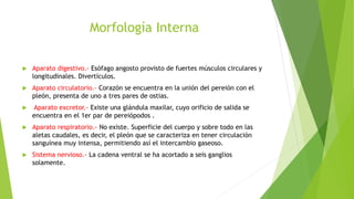 Morfología Interna
 Aparato digestivo.- Esófago angosto provisto de fuertes músculos circulares y
longitudinales. Divertículos.
 Aparato circulatorio.- Corazón se encuentra en la unión del pereión con el
pleón, presenta de uno a tres pares de ostias.
 Aparato excretor.- Existe una glándula maxilar, cuyo orificio de salida se
encuentra en el 1er par de pereiópodos .
 Aparato respiratorio.- No existe. Superficie del cuerpo y sobre todo en las
aletas caudales, es decir, el pleón que se caracteriza en tener circulación
sanguínea muy intensa, permitiendo así el intercambio gaseoso.
 Sistema nervioso.- La cadena ventral se ha acortado a seis ganglios
solamente.
 