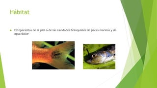Hábitat
 Ectoparásitos de la piel o de las cavidades branquiales de peces marinos y de
agua dulce
 