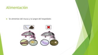 Alimentación
 Se alimentan del mucus y la sangre del hospedador.
 