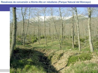 Resalveos de conversión a Monte Alto en rebollares (Parque Natural del Moncayo)
 