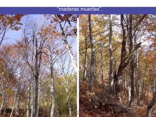 “maderas muertas”.
 