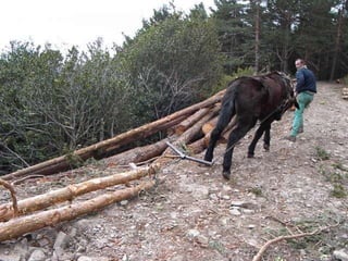 Existen muchos medios de
desembosque:
Gravedad (arrojaderos, canales
prefabricados)
Cables
Arrastre con animales (caballerías y
bueyes)
Arrastre con máquinas (Skidder)
Carga en máquinas (Autocargador)
 