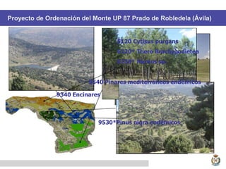 9530*Pinus nigra endémicos
9340 Encinares
9540 Pinares mediterráneos endémicos
5120 Cytisus purgans
6220* Thero Brachypodietea
6230* Nardus sp.
Proyecto de Ordenación del Monte UP 87 Prado de Robledela (Ávila)
 
