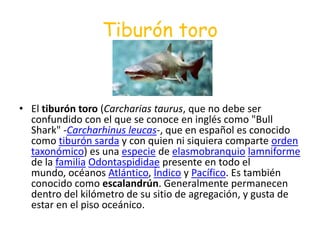 Tiburón toro
• El tiburón toro (Carcharias taurus, que no debe ser
confundido con el que se conoce en inglés como "Bull
Shark" -Carcharhinus leucas-, que en español es conocido
como tiburón sarda y con quien ni siquiera comparte orden
taxonómico) es una especie de elasmobranquio lamniforme
de la familia Odontaspididae presente en todo el
mundo, océanos Atlántico, Índico y Pacífico. Es también
conocido como escalandrún. Generalmente permanecen
dentro del kilómetro de su sitio de agregación, y gusta de
estar en el piso oceánico.
 