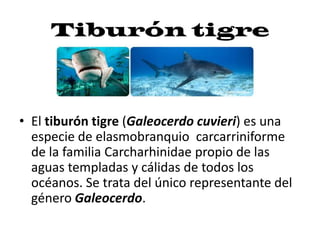 Tiburón tigre
• El tiburón tigre (Galeocerdo cuvieri) es una
especie de elasmobranquio carcarriniforme
de la familia Carcharhinidae propio de las
aguas templadas y cálidas de todos los
océanos. Se trata del único representante del
género Galeocerdo.
 