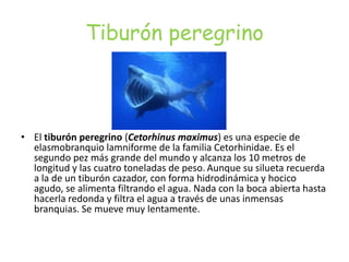 Tiburón peregrino
• El tiburón peregrino (Cetorhinus maximus) es una especie de
elasmobranquio lamniforme de la familia Cetorhinidae. Es el
segundo pez más grande del mundo y alcanza los 10 metros de
longitud y las cuatro toneladas de peso. Aunque su silueta recuerda
a la de un tiburón cazador, con forma hidrodinámica y hocico
agudo, se alimenta filtrando el agua. Nada con la boca abierta hasta
hacerla redonda y filtra el agua a través de unas inmensas
branquias. Se mueve muy lentamente.
 