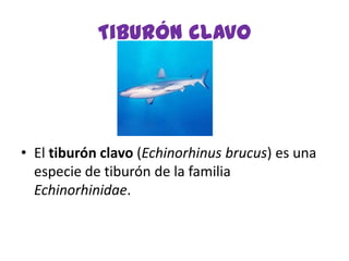 Tiburón clavo
• El tiburón clavo (Echinorhinus brucus) es una
especie de tiburón de la familia
Echinorhinidae.
 