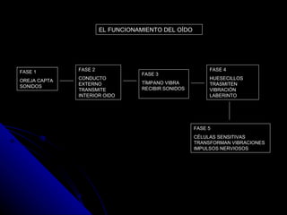 EL FUNCIONAMIENTO DEL OÍDO FASE 1 OREJA CAPTA SONIDOS  FASE 2 CONDUCTO EXTERNO TRA N SMITE INTERIOR OIDO  FASE 3 TÍMPANO VIBRA RECIBIR SONIDOS  FASE 4 HUESECILLOS TRASMITEN VIBRACIÓN LABERINTO FASE 5  CÉLULAS SENSITIVAS TRANSFORMAN VIBRACIONES IMPULSOS NERVIOSOS  
