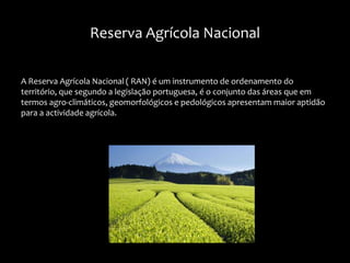 A Reserva Agrícola Nacional ( RAN) é um instrumento de ordenamento do
território, que segundo a legislação portuguesa, é o conjunto das áreas que em
termos agro-climáticos, geomorfológicos e pedológicos apresentam maior aptidão
para a actividade agrícola.
Reserva Agrícola Nacional
 