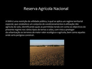 A RAN é uma restrição de utilidade pública, à qual se aplica um regime territorial
especial, que estabelece um conjunto de condicionamentos à utilização não
agrícola do solo, identificando quais as permitidas tendo em conta os objectivos do
presente regime nos vários tipos de terras e solos, com vista a proteger
da urbanização os terrenos de maior valor ecológico e agrícola, bem como aqueles
onde seria perigoso construir.
Reserva Agrícola Nacional
 
