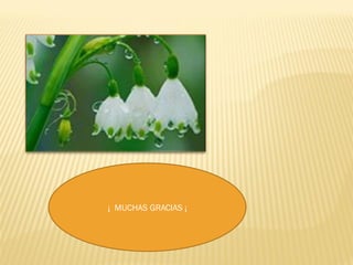 ¡ MUCHAS GRACIAS ¡
 