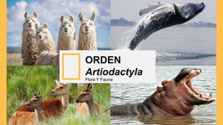 ORDEN
Artiodactyla
Flora Y Fauna
 