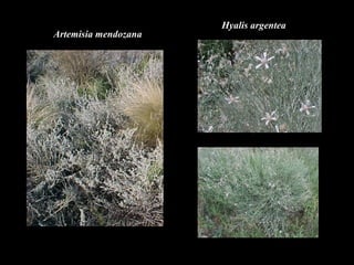 Artemisia mendozana 
Hyalis argentea 
 
