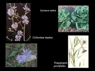 Lactuca sativa 
Cichorium intybus 
Tragopogon 
porrifolius 
 