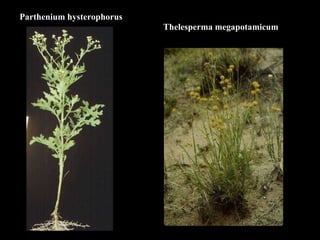 Parthenium hysterophorus Thelesperma megapotamicum 