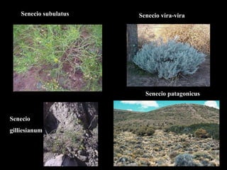 Senecio  gilliesianum Senecio subulatus Senecio vira-vira Senecio patagonicus 