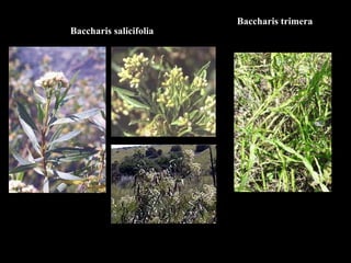 Baccharis trimera Baccharis salicifolia 