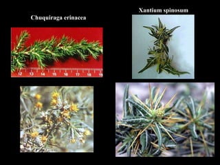 Chuquiraga erinacea Xantium spinosum 