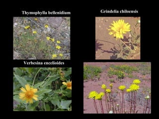 Verbesina encelioides Grindelia chiloensis Thymophylla bellenidium 