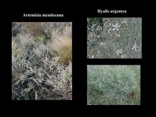 Artemisia mendozana Hyalis argentea 