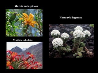 Mutisia subespinosa Mutisia subulata Nassauvia lagascae 