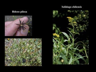Bidens pilosa Solidago chilensis 