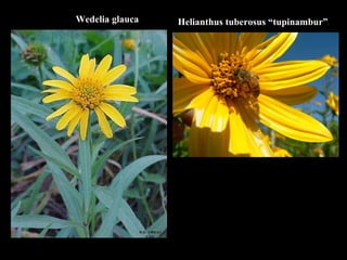 Helianthus tuberosus “tupinambur” Wedelia glauca 