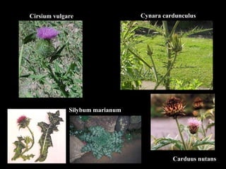 Cirsium vulgare Cynara cardunculus Carduus nutans Silybum marianum 