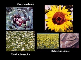 Cynara scolymus Helianthus annuus Matricaria recutita 