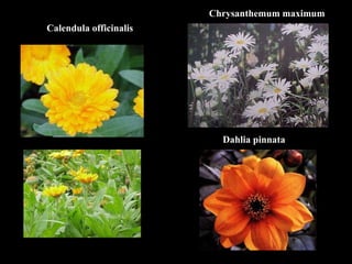Calendula officinalis Chrysanthemum maximum Dahlia pinnata 