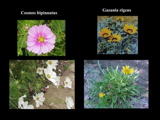 Cosmos bipinnatus Gazania rigens 