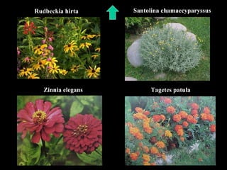 Rudbeckia hirta Santolina chamaecyparyssus Zinnia elegans Tagetes patula 