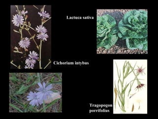 Cichorium intybus Lactuca sativa Tragopogon porrifolius 