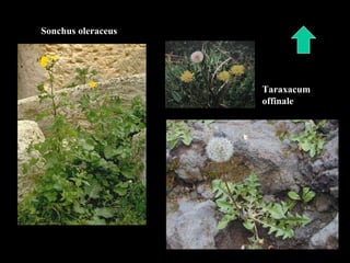 Sonchus oleraceus Taraxacum  offinale 