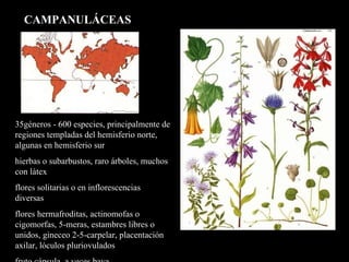 35géneros - 600 especies, principalmente de regiones templadas del hemisferio norte, algunas en hemisferio sur hierbas o subarbustos, raro árboles, muchos con látex flores solitarias o en inflorescencias diversas flores hermafroditas, actinomofas o cigomorfas, 5-meras, estambres libres o unidos, gineceo 2-5-carpelar, placentación axilar, lóculos pluriovulados fruto cápsula, a veces baya CAMPANULÁCEAS 