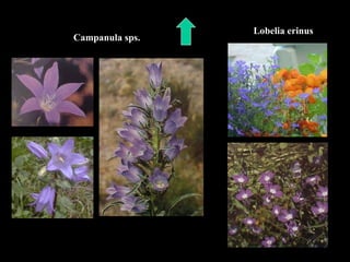 Campanula sps. Lobelia erinus 