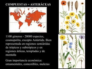 1100 géneros - 20000 especies, cosmopolita, excepto Antártida. Bien representada en regiones semiáridas de trópicos y subtrópicos y en regiones árticas, templadas y de montaña Gran importancia económica: ornamentales, comestibles, malezas COMPUESTAS = ASTERÁCEAS 