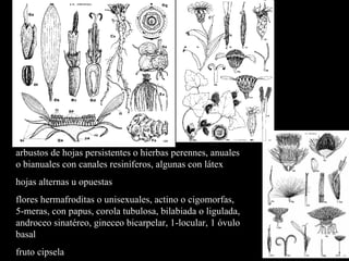 arbustos de hojas persistentes o hierbas perennes, anuales o bianuales con canales resiníferos, algunas con látex hojas alternas u opuestas flores hermafroditas o unisexuales, actino o cigomorfas, 5-meras, con papus, corola tubulosa, bilabiada o ligulada, androceo sinatéreo, gineceo bicarpelar, 1-locular, 1 óvulo basal fruto cipsela 