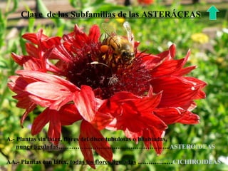 Clave  de las Subfamilias de las ASTERÁCEAS A.- Plantas sin látex, flores del disco tubulosas o bilabiadas,  nunca liguladas …………………………………………….. ASTEROIDEAS AA.- Plantas con látex,  todas las flores liguladas  …………..… CICHIROIDEAS 