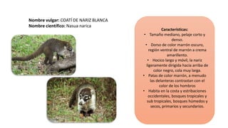 Orden carnívora jarf | PPT