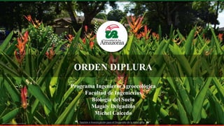 ORDEN DIPLURA
Programa Ingeniería Agroecológica
Facultad de Ingenierías
Biologia del Suelo
Magaly Delgadillo
Michel Caicedo
 