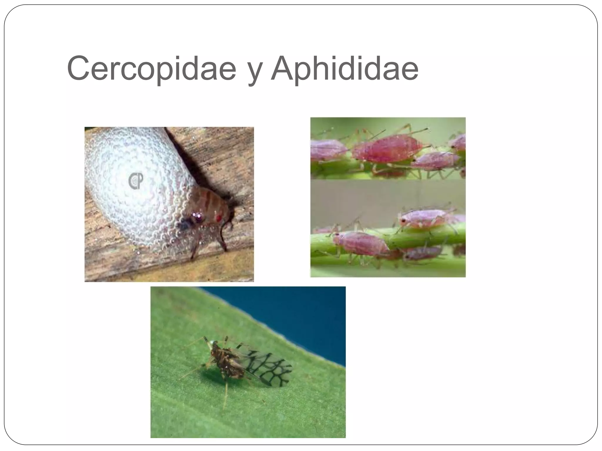 Ordenes de insectos | PPT