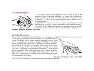17. Orden Hemiptera
De: emi (hemi), mitad, y pteron (pteron), ala, por el hecho de que las alas
anteriores tienen la mitad basal endurecida y la porción distal membranosa y
reciben el nombre de hemiélitros (mitad élitros). Las alas posteriores son
membranosas. En reposo, las alas se pliegan planas sobre el abdomen, con las
puntas sobrepuestas.
El aparato bucal es chupador, con forma de un pico segmentado que sale de la
parte anterior de la cabeza. La mayoría de los adultos tienen glándulas odorífera.
Los insectos de este orden son conocidos con el nombre común de chinches.
Muchas especies tienen importancia agrícola por ser fitófagas o depredadoras.
Hemíptero. Redibujado de Metcalf y Flint, (1980).
18. Orden Homoptero
De: omos (homos), semejante, y pteron (pteron), ala; en alusión a que las alas tienen textura uniforme en toda sulongitud.
En este orden se encuentran insectos conocidos con el nombre común de
cigarras, chicharras, moscas pintas, periquitos, pulgones, escamas, piojos
harinosos, mosca blanca y muchos otros. Daly y Erlich (1999) los incluyen en
el orden Hemiptera, pero la mayoría de los entomólogos prefieren separarlos.
Los miembros de este orden son diversos por la forma de su cuerpo,
reproducción y ciclo de vida. Generalmente, cuando están presentes, existen
cuatro alas. Las anteriores son uniformemente membranosas. Cuando están en
reposo, se mantienen como techo de dos aguas sobre el cuerpo del animal.
Algunos homópteros, como ciertos pulgones, escamas y piojos harinosos, no
tienen alas. El aparato bucal es chupador, como un pico segmentado que sale
de la parte posterior de la cabeza.
Homóptero. Redibujado de Coronado, (1985).
Todas las especies son fitófagas y muchas de ellas tienen gran importancia agrícola.
 
