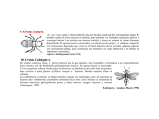 9. Orden Isoptera
De: isos (isos), igual, y pteron (pteron), ala, por las alas iguales de los reproductores alados. El
nombre común de estos insectos es termitas, pero también son llamados comejenes, polillas u
hormigas blancas. Las termitas son insectos sociales y tienen un sistema de castas altamente
desarrollado. El aparato bucal es masticador y se alimentan de madera. La celulosa es digerida
por protozoarios flagelados que viven en el tracto digestivo de las termitas. Algunas especies
son consideradas plagas, pues construyen sus termiteros en casas habitación o en árboles de
importancia económica.
Isóptero. Redibujadode Farb (1974)
10. Orden Embioptera
De: embios (embios), vivaz, y pteron (pteron), ala, lo que significa ‘alas vivarachas’, refiriéndose a su comportamiento.
Estos insectos son de distribución principalmente tropical. Su aparato bucal es masticador.
Viven en galerías sedosas hiladas entre los desechos, en hendiduras del suelo, bajo las piedras,
bajo cortezas o entre plantas epifíticas, musgos o líquenes. Muchas especies viven en
colonias.
Los embiópteros a menudo se fingen muertos cuando son molestados, pero en ocasiones se
mueven muy rápidamente, usualmente corriendo hacia atrás. Estos insectos se alimentan de
diversos materiales, principalmente pastos y hojas muertas, musgos, líquenes y cortezas
(Domínguez, 1979).
Embióptero. Tomadode Bland, (1978).
 