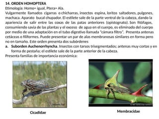 Estilete Insectos OrdenesyFamilias CARACTERISTICAS (2).pptx