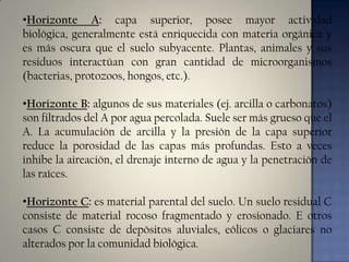 •Horizonte A: capa superior, posee mayor actividad
biológica, generalmente está enriquecida con materia orgánica y
es más oscura que el suelo subyacente. Plantas, animales y sus
residuos interactúan con gran cantidad de microorganismos
(bacterias, protozoos, hongos, etc.).
•Horizonte B: algunos de sus materiales (ej. arcilla o carbonatos)
son filtrados del A por agua percolada. Suele ser más grueso que el
A. La acumulación de arcilla y la presión de la capa superior
reduce la porosidad de las capas más profundas. Esto a veces
inhibe la aireación, el drenaje interno de agua y la penetración de
las raíces.
•Horizonte C: es material parental del suelo. Un suelo residual C
consiste de material rocoso fragmentado y erosionado. E otros
casos C consiste de depósitos aluviales, eólicos o glaciares no
alterados por la comunidad biológica.

 