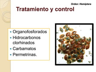 Tratamiento y control
 Organofosforados
 Hidrocarbonos
clorhinados
 Carbamatos
 Permetrinas.
Orden: Hemíptera
 