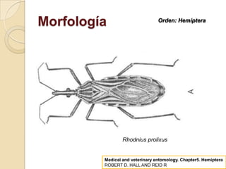 Rhodnius prolixus
Medical and veterinary entomology. Chapter5. Hemiptera
ROBERT D. HALL AND REID R
Morfología Orden: Hemíptera
 